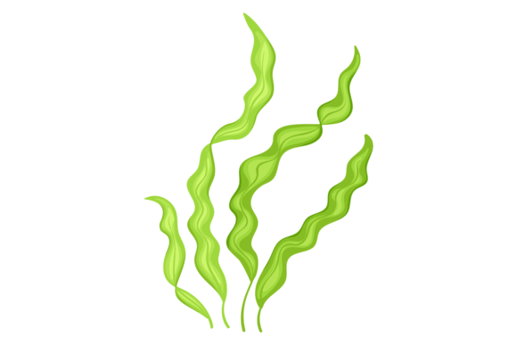 Download Brown Algae Plant. Marine Aquatic Wild F - Premium Resources